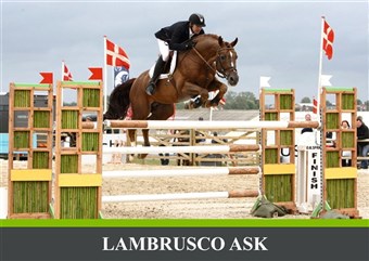 Lambrusco Ask var bl.a. placeret to gange i top 5 ved CSI-stævnet på Vilhelmsborg.